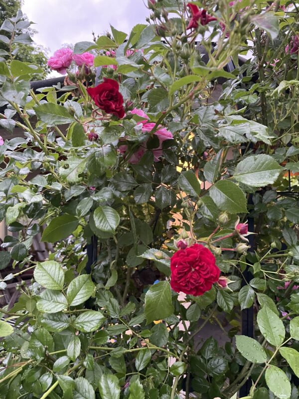 Crimson Silhuetta 75 – Bild 2