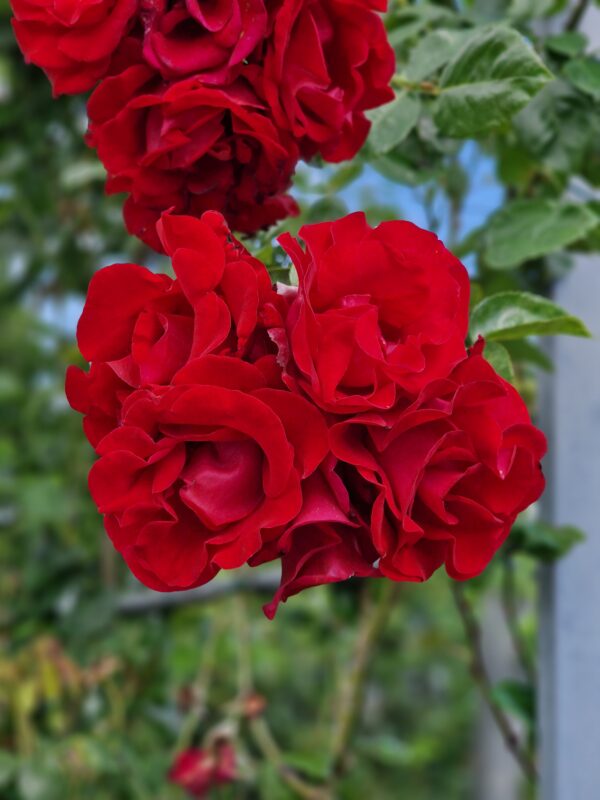 Santana 77 – Bild 2
