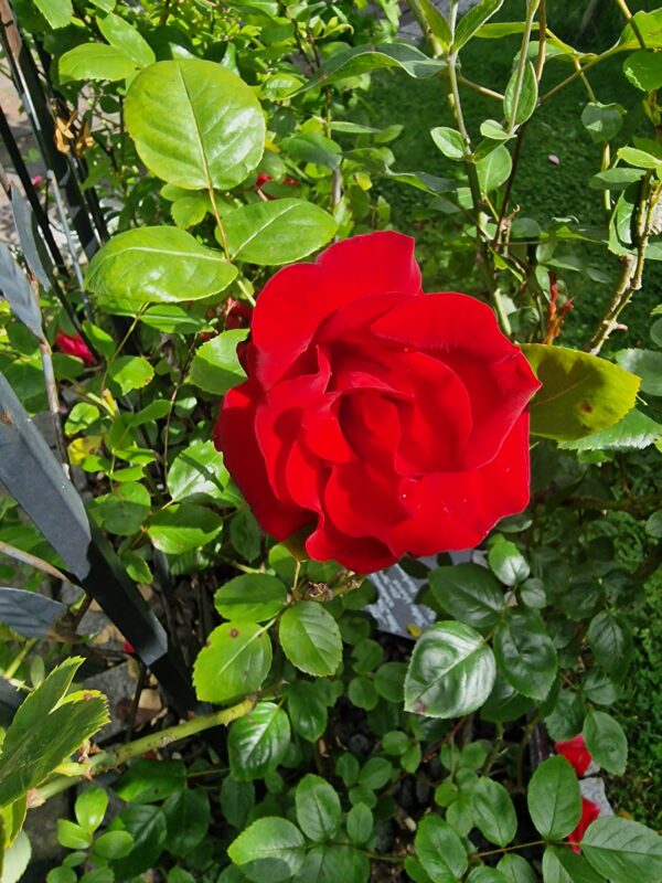 Santana 77 – Bild 6