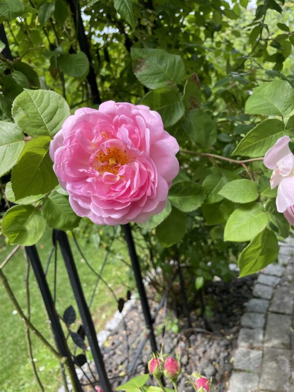 Constance Spry 81 – Bild 3