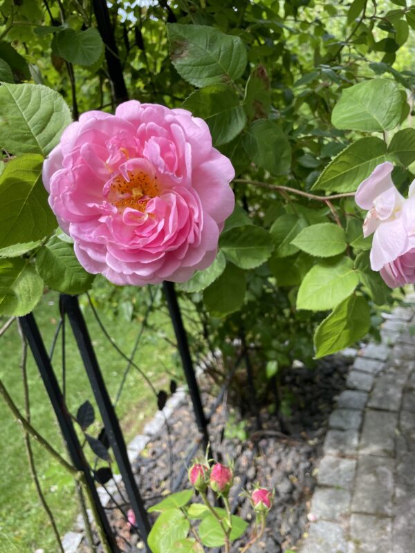 Constance Spry 81 – Bild 4
