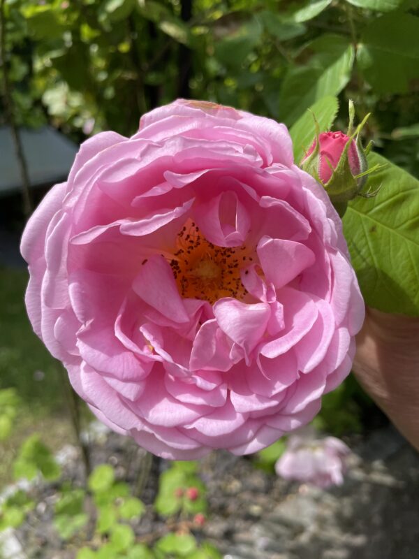 Constance Spry 81 – Bild 5