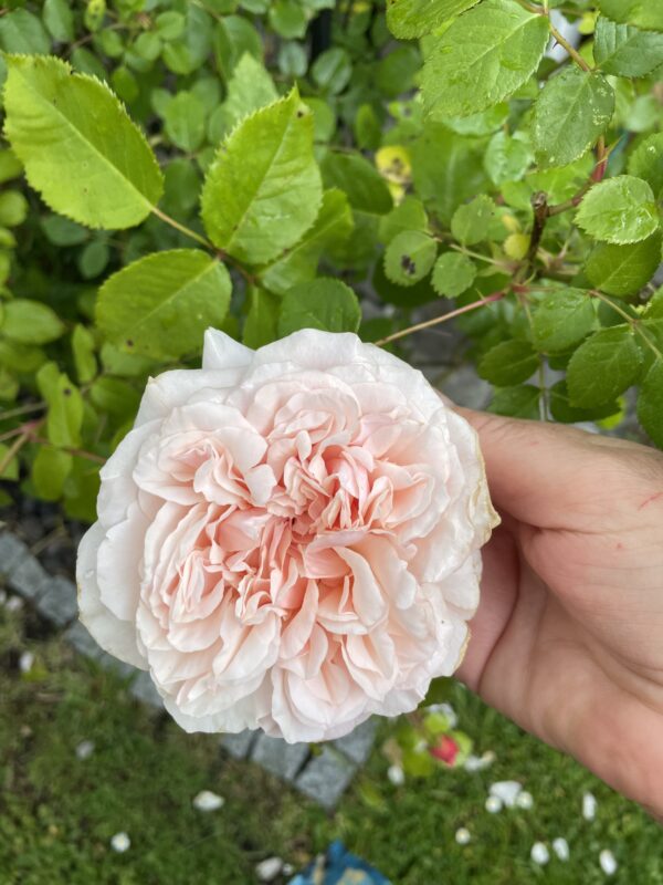 Abraham Darby 84 – Bild 2