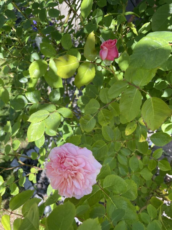 Abraham Darby 84 – Bild 3