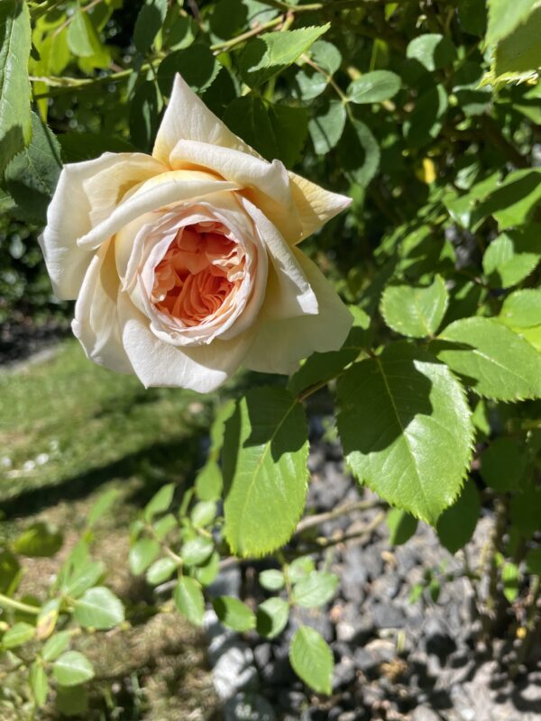 Rose de Tolbiac 85 – Bild 3