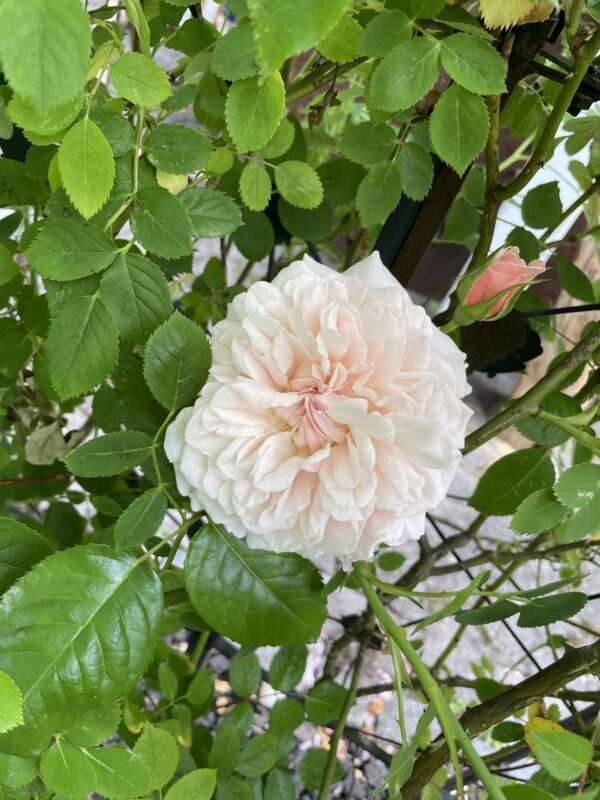 Rose de Tolbiac 85 – Bild 4