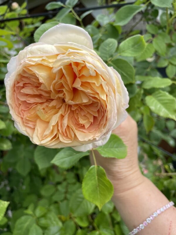 Rose de Tolbiac 85 – Bild 5