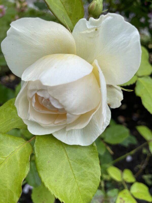 Englands Rose 92 – Bild 2