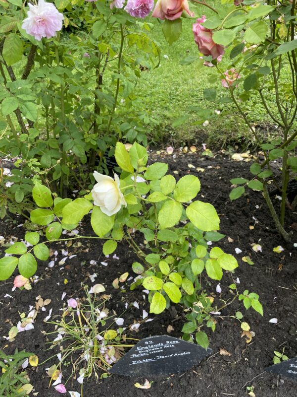 Englands Rose 92 – Bild 3