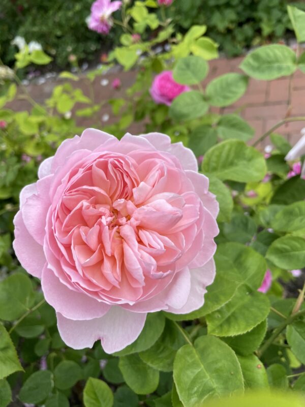 Gentle Hermione 94 – Bild 4