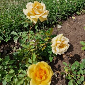 zzz - Wunschrose - Benita - 003