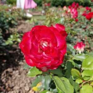 zzz - Wunschrose - Cherry Parfait - 005
