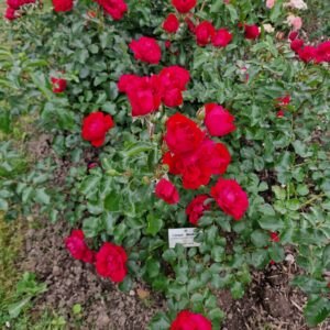 zzz - Wunschrose - Colossal Meilland - 006