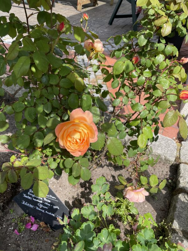 Lady Emma Hamilton - 167 – Bild 2