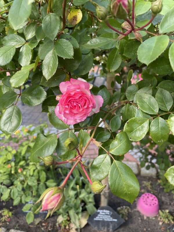 Mini Eden Rose - 168 – Bild 3