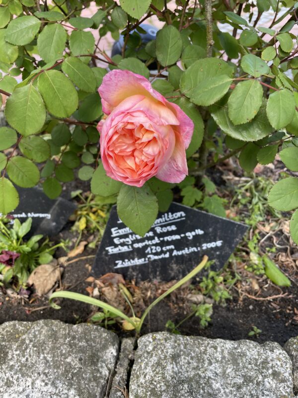 Lady Emma Hamilton - 174 – Bild 3