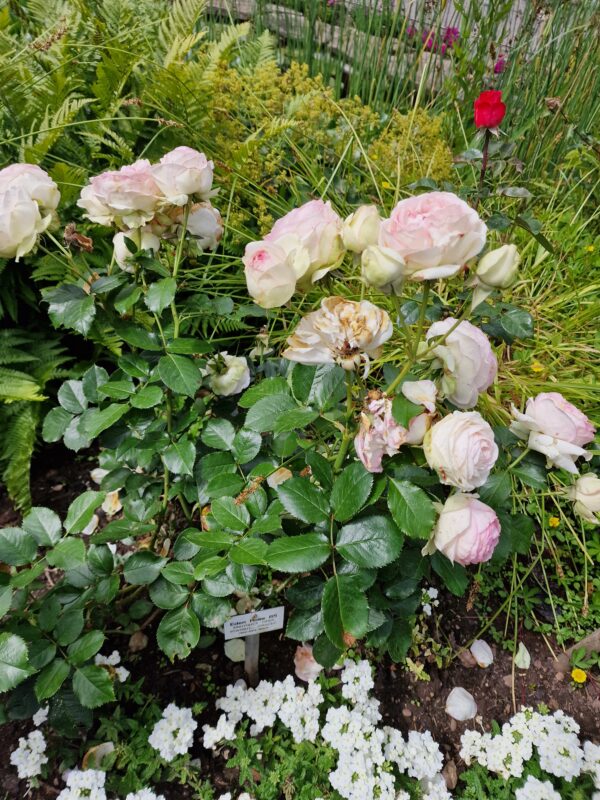 Mini Eden Rose - 168 – Bild 2