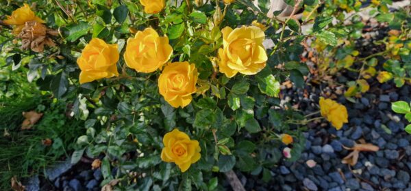 Rayon de Soleil 180 – Bild 3