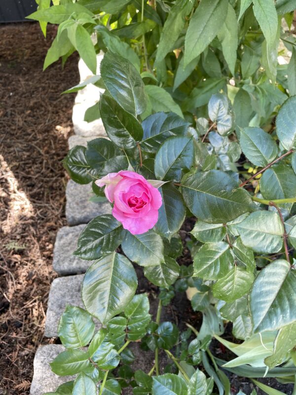 Pink Peace 179