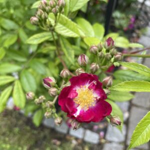 Perennial Blue 186