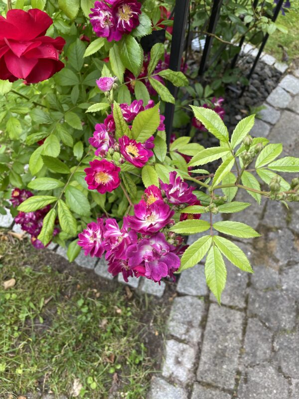 Perennial Blue 186 – Bild 5