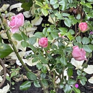 Giardiana 188