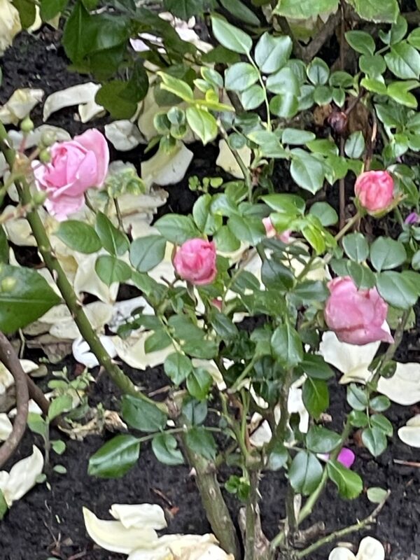 Giardiana 188