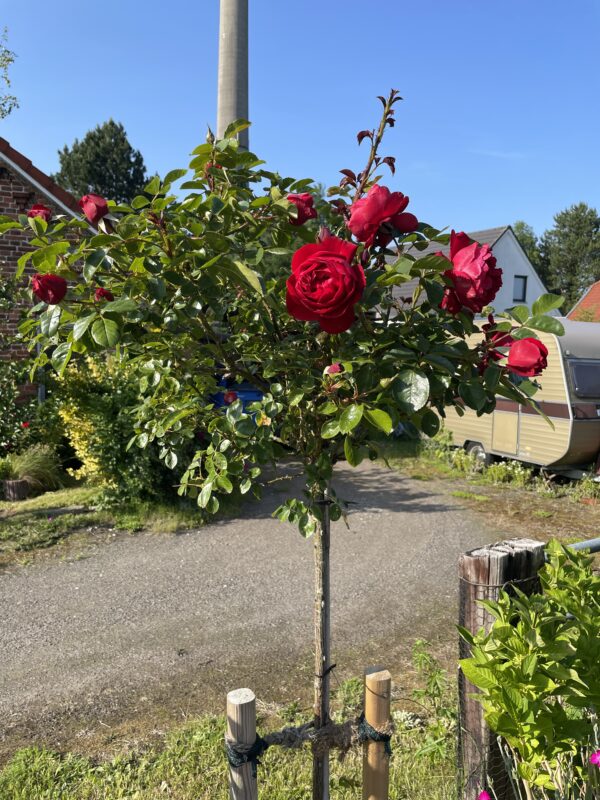 Florentina 157 – Bild 5