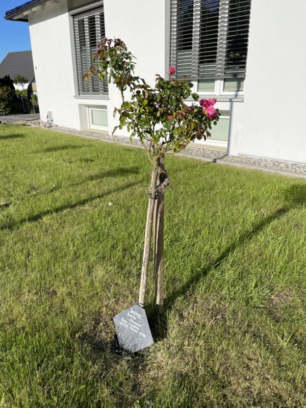 Berleburg 162 – Bild 2