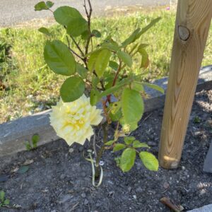 Yellow Meilove 215