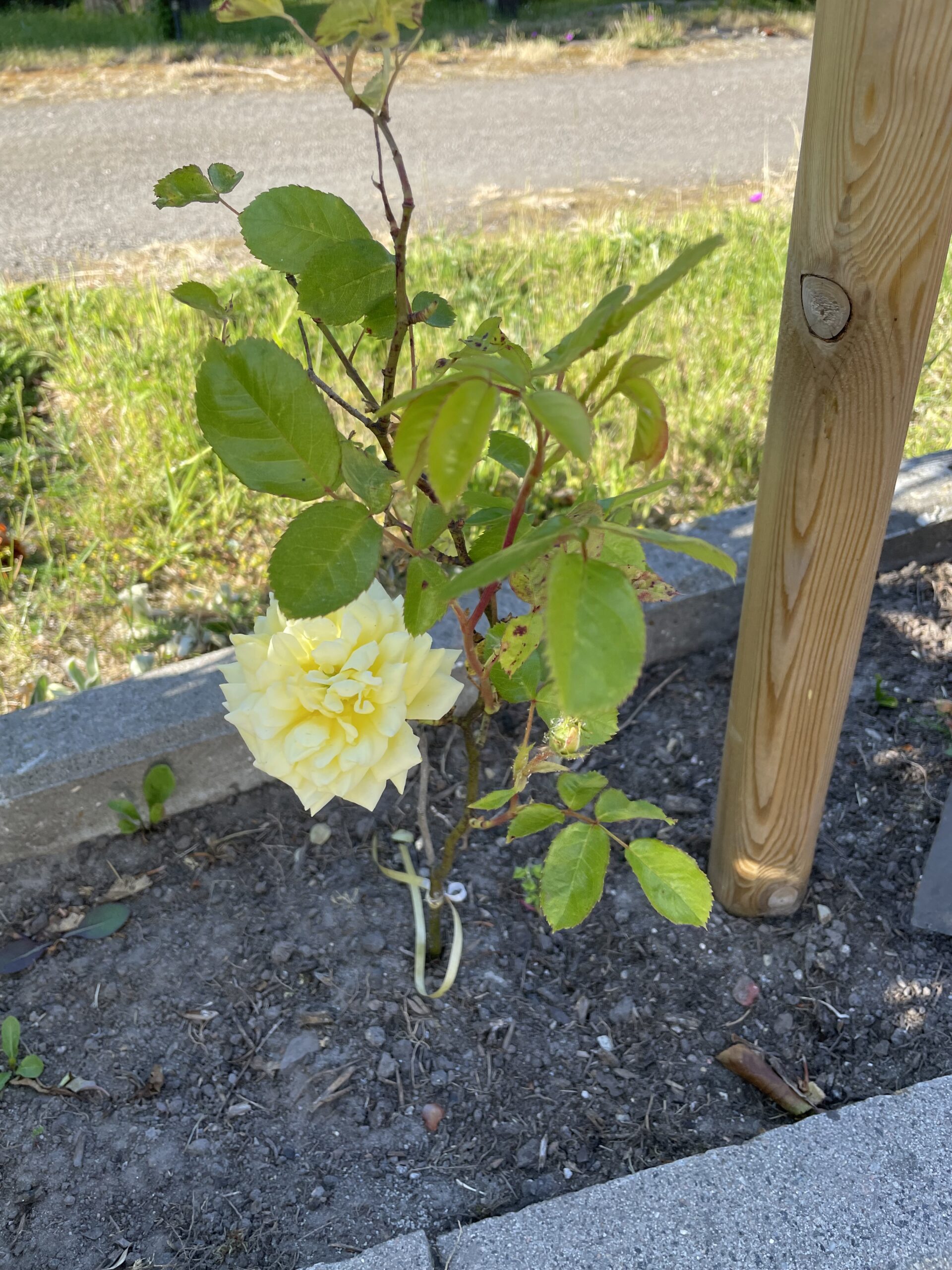 Yellow Meilove 215